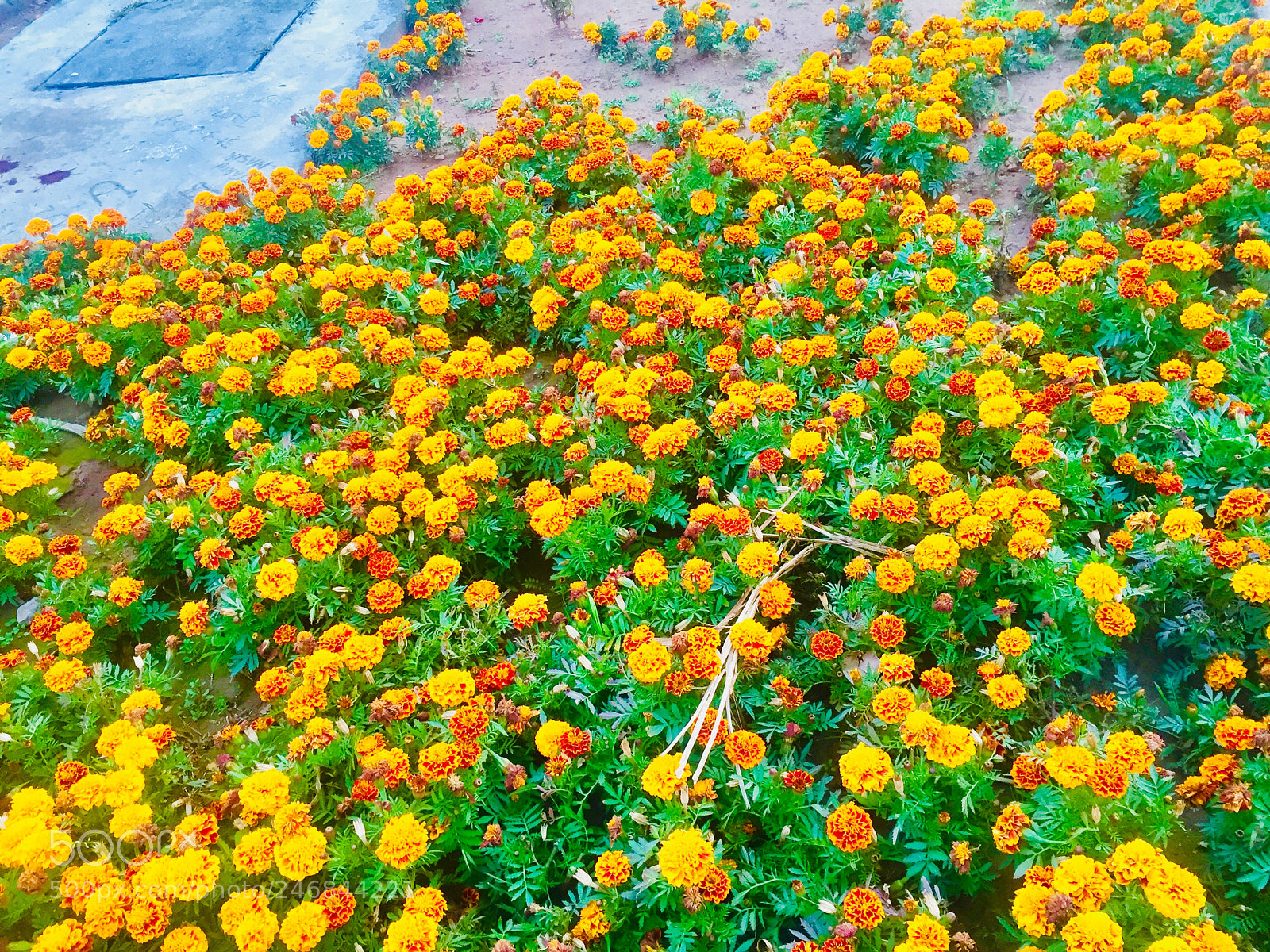 Apple iPhone 6 sample photo. Beautiful flowers in beautiful photography