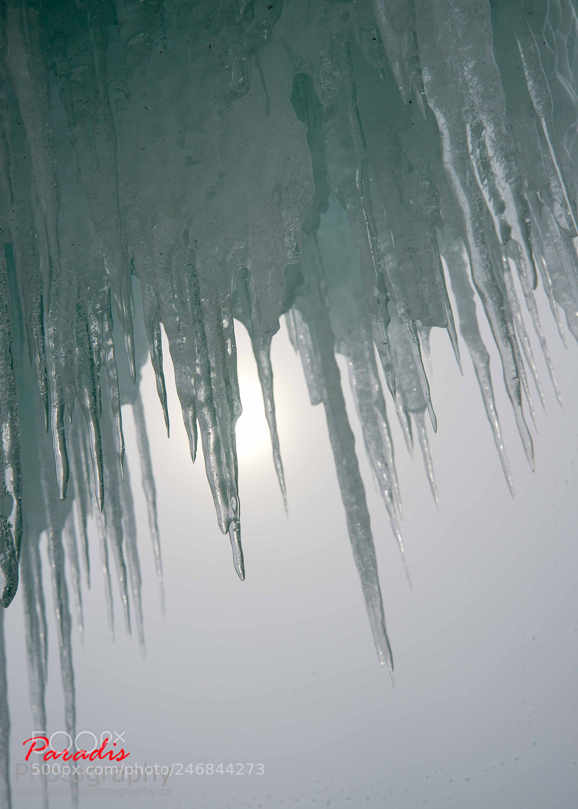 Nikon D600 sample photo. Natures icicles photography