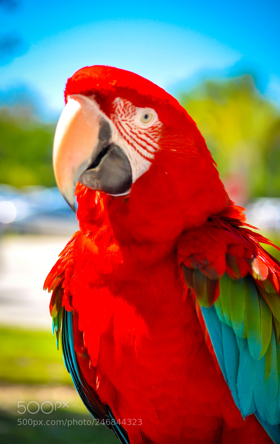 Nikon D90 sample photo. Parrot portrait photography