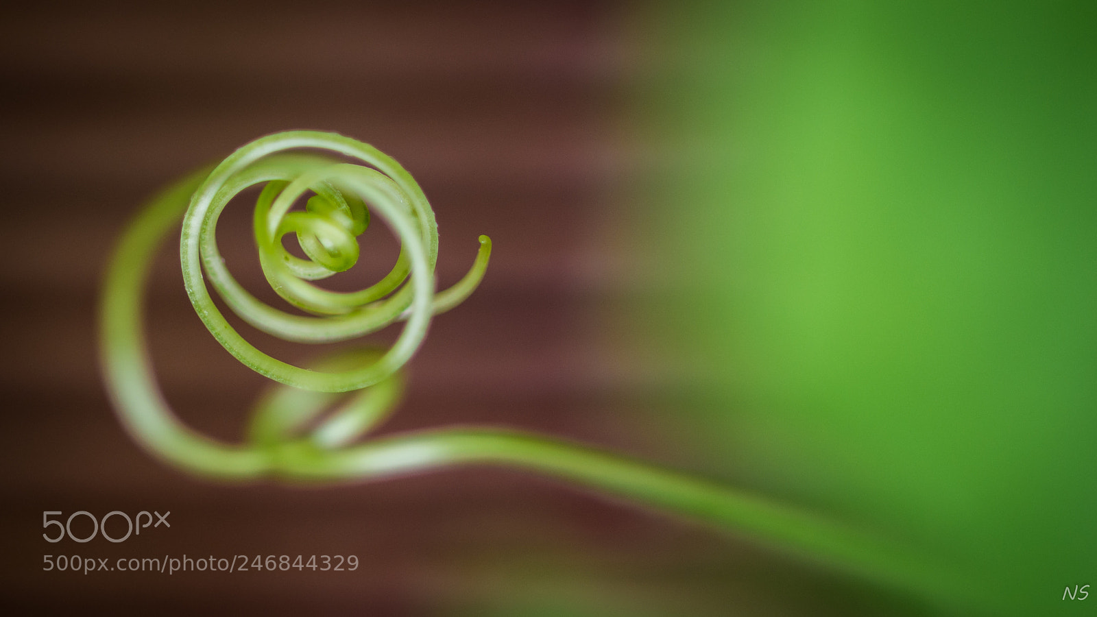 Nikon D7200 sample photo. Spirale végétale photography