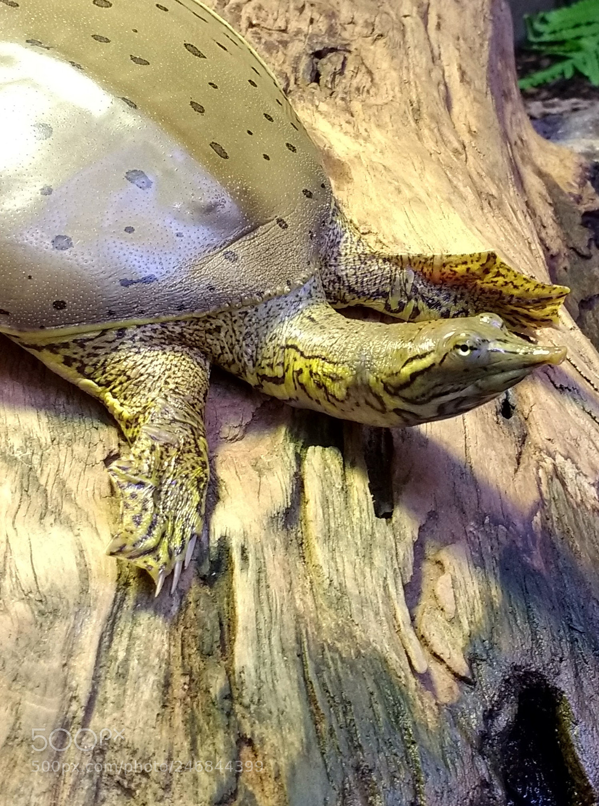 Motorola Moto G (4) sample photo. Soft shell turtle photography