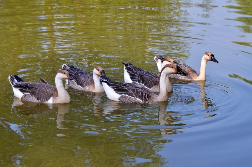 Nikon D5100 sample photo