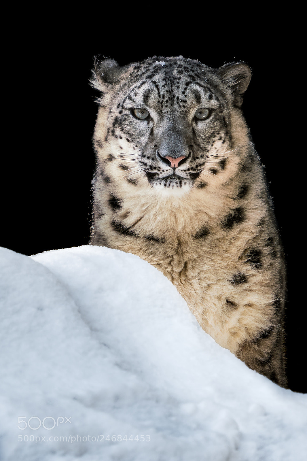 Sony a7R III sample photo. Sunbathing snow leopard photography