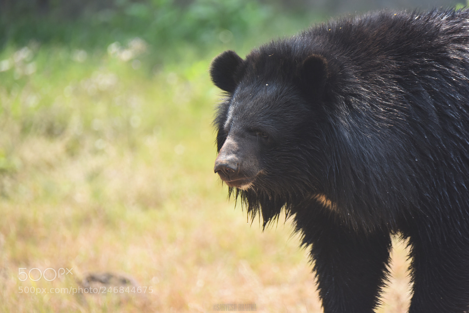 Nikon D810 sample photo. Himalayan bear photography