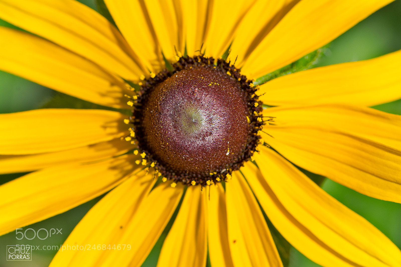 Nikon D7100 sample photo. Yellow flower photography