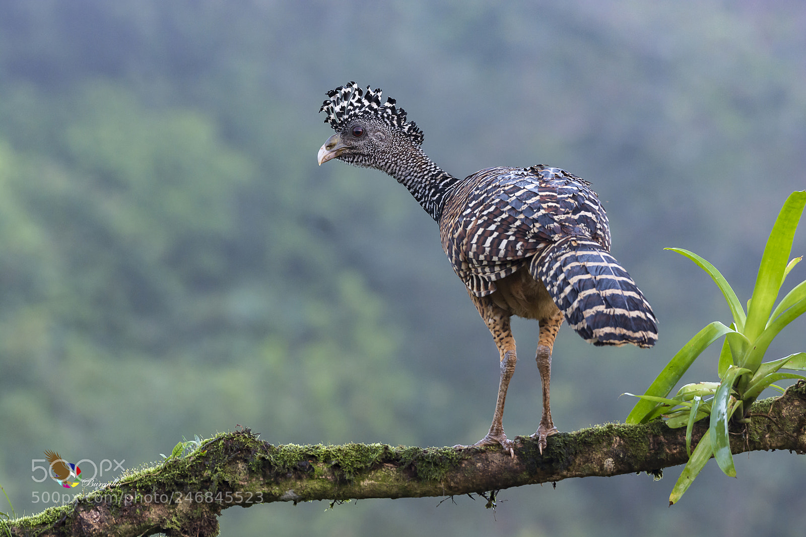 Nikon D7100 sample photo. Great curassow female barred photography