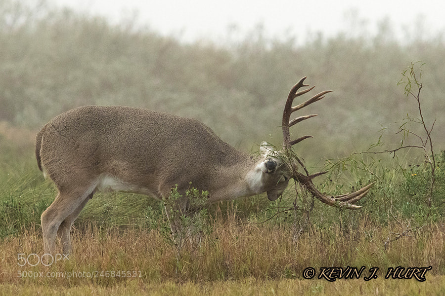 Canon EOS 7D Mark II sample photo. Whitetail buck-13 photography