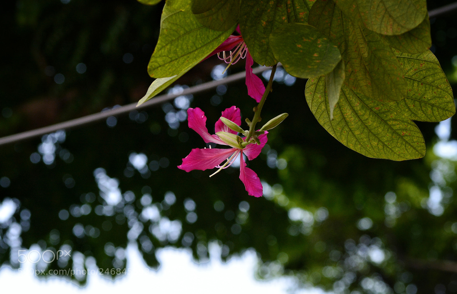 Nikon D7100 sample photo. Untitled photography