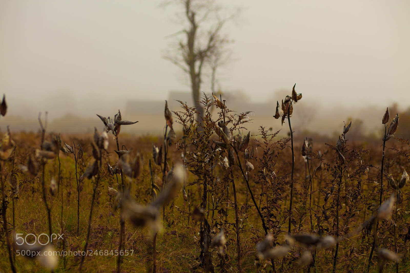 Canon EOS 5D Mark II sample photo. Misty field photography