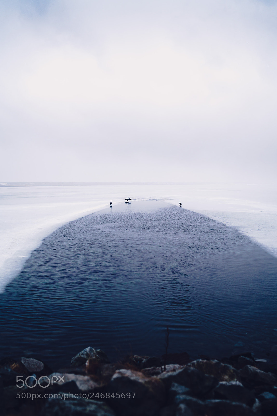 Sony a7R II sample photo. 3 birds photography