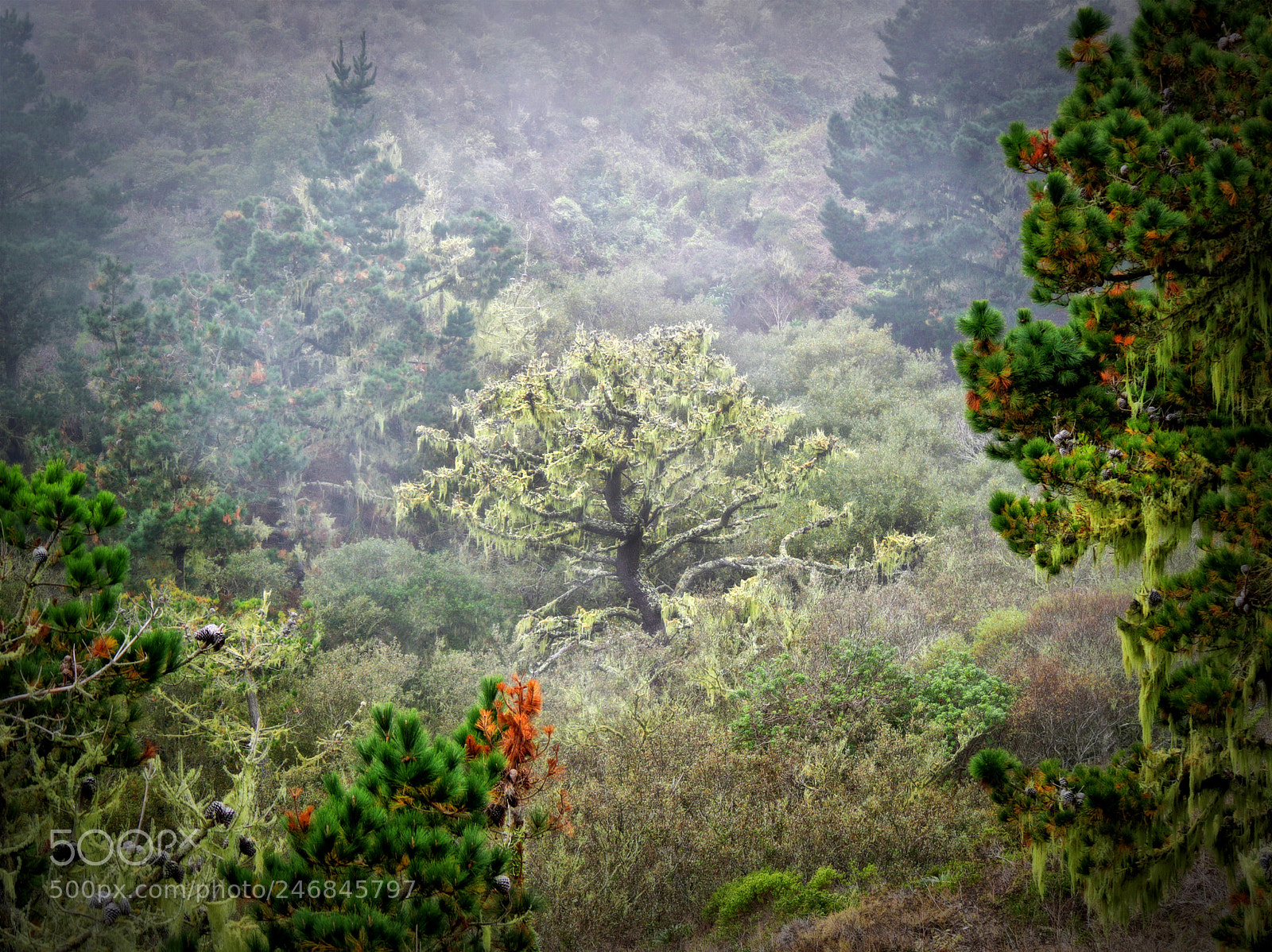 Canon EOS M3 sample photo. Princess of the forest photography