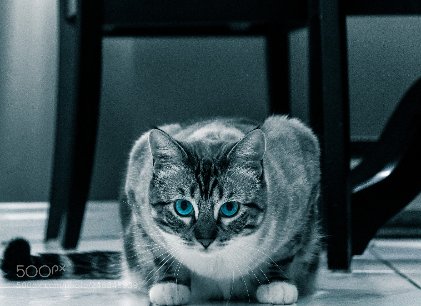 Canon EOS 760D (EOS Rebel T6s / EOS 8000D) sample photo. Taz on the attack photography