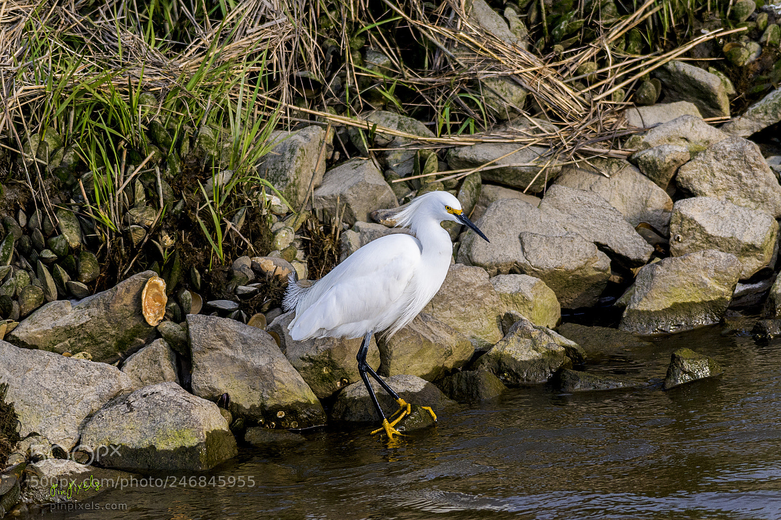 Nikon D610 sample photo. The snowy egret photography