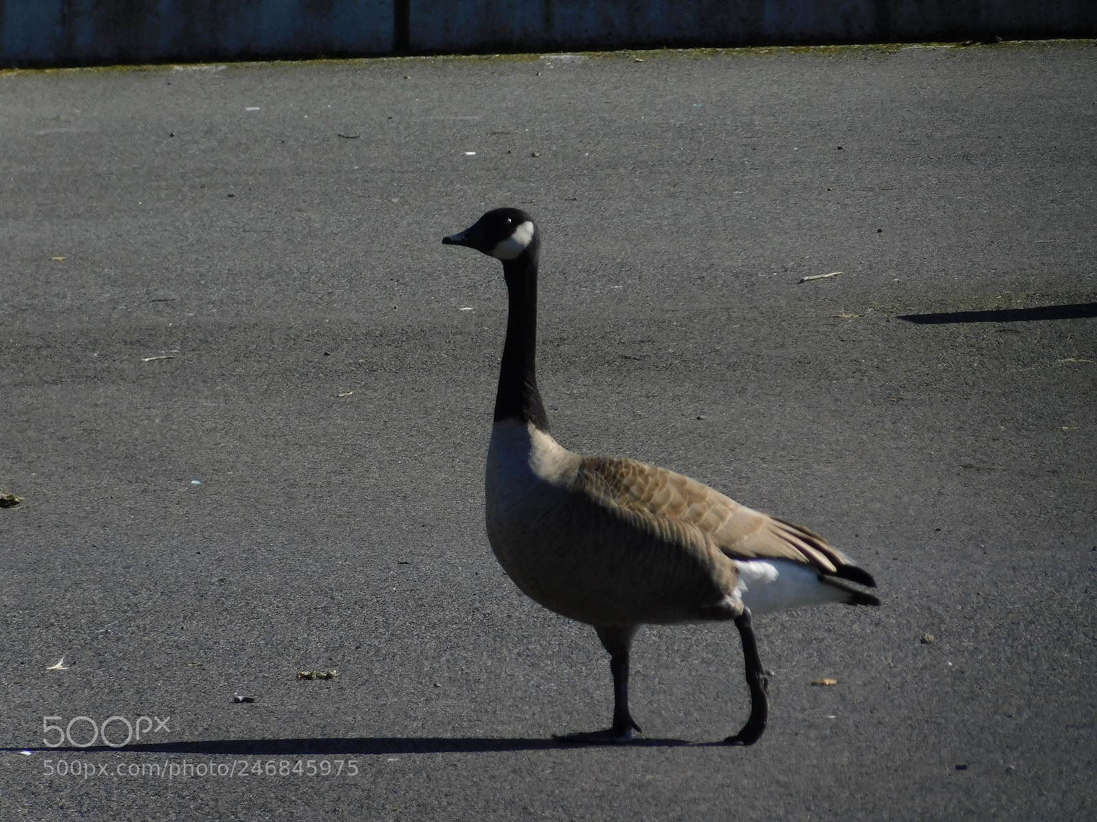 Nikon Coolpix B500 sample photo. Walking on a pier photography