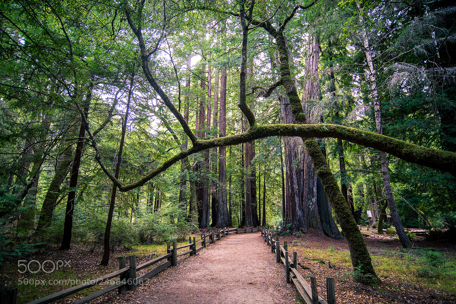 Nikon D610 sample photo. Redwood trail photography