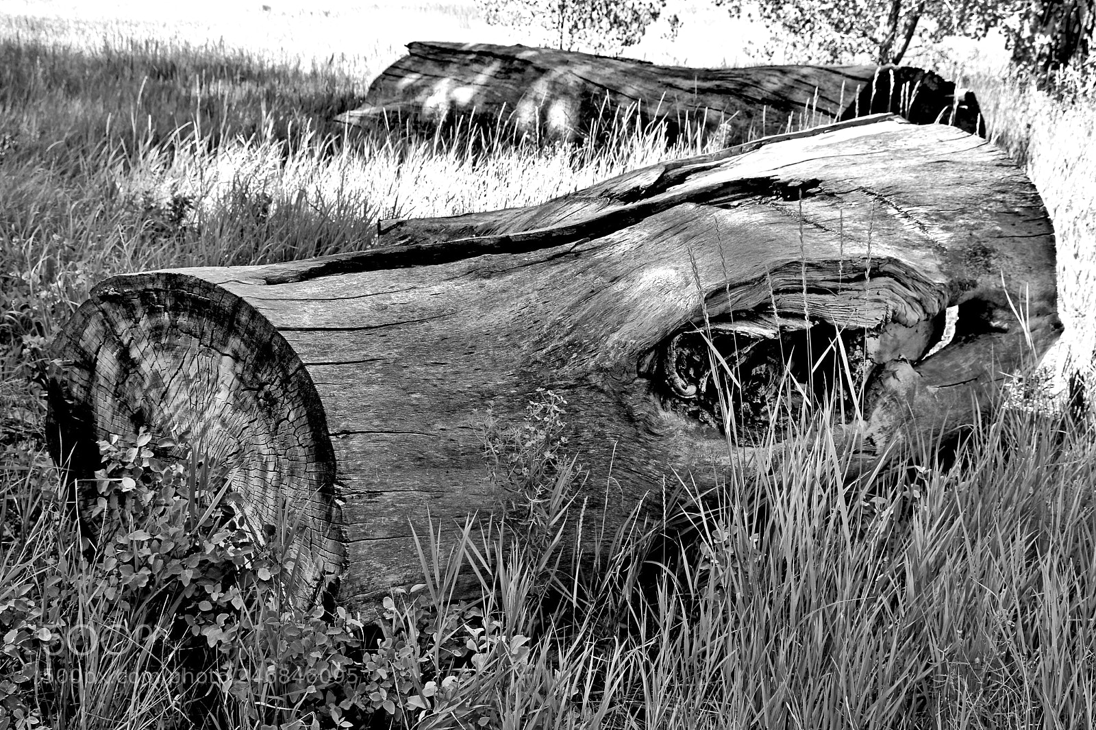Nikon D7100 sample photo. Deadwood on cherry creek photography