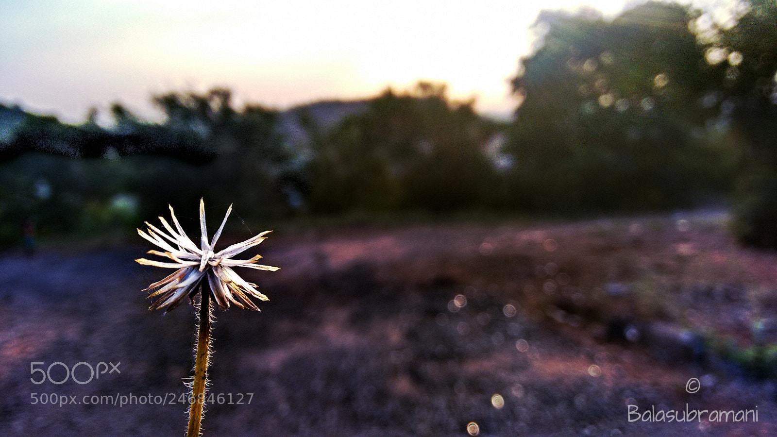 Motorola Moto G (2nd Gen) sample photo. Dead flower photography
