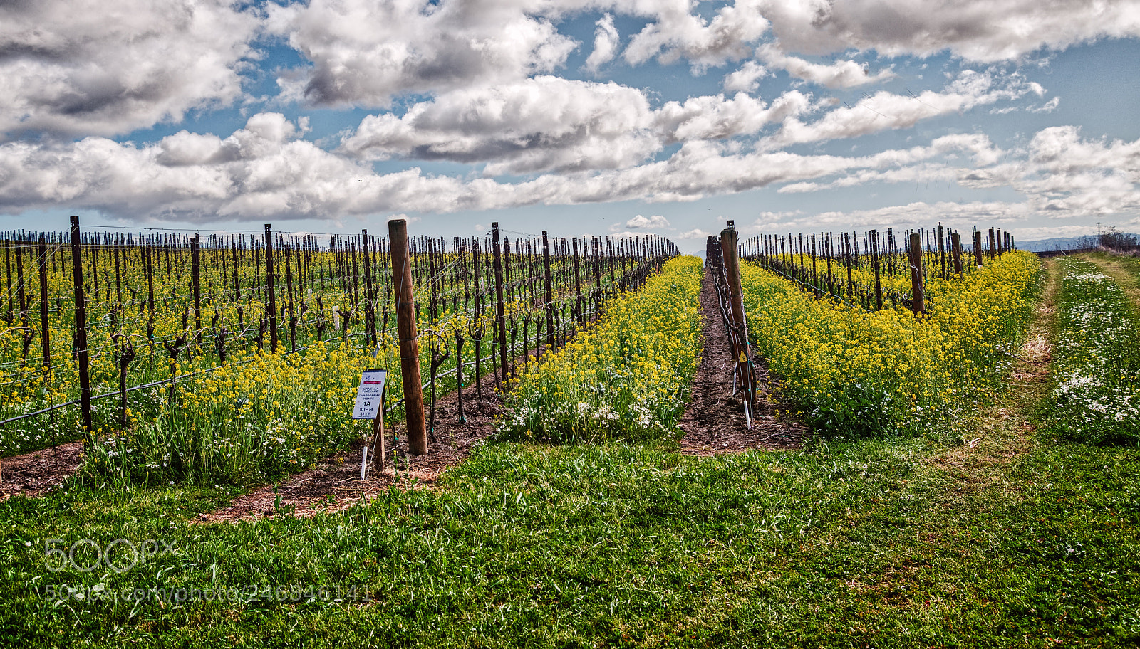 Nikon D850 sample photo. Ram's gate winery vineyard photography