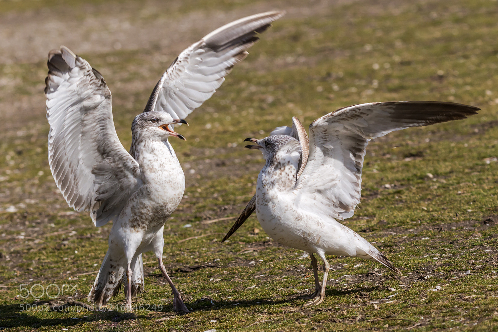 Nikon D7100 sample photo. Seagulls hostility photography