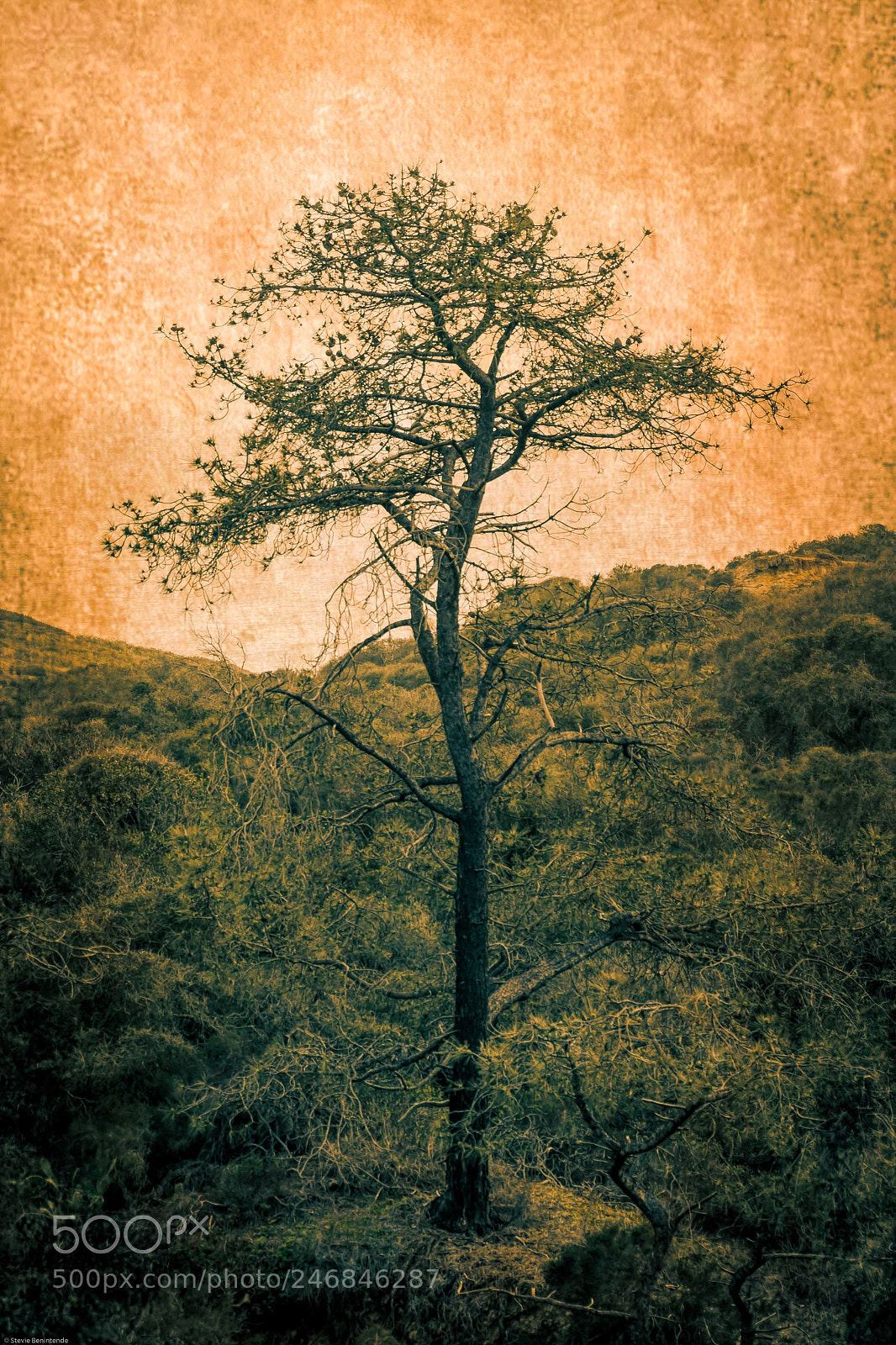Canon EOS 80D sample photo. Knarly tree photography
