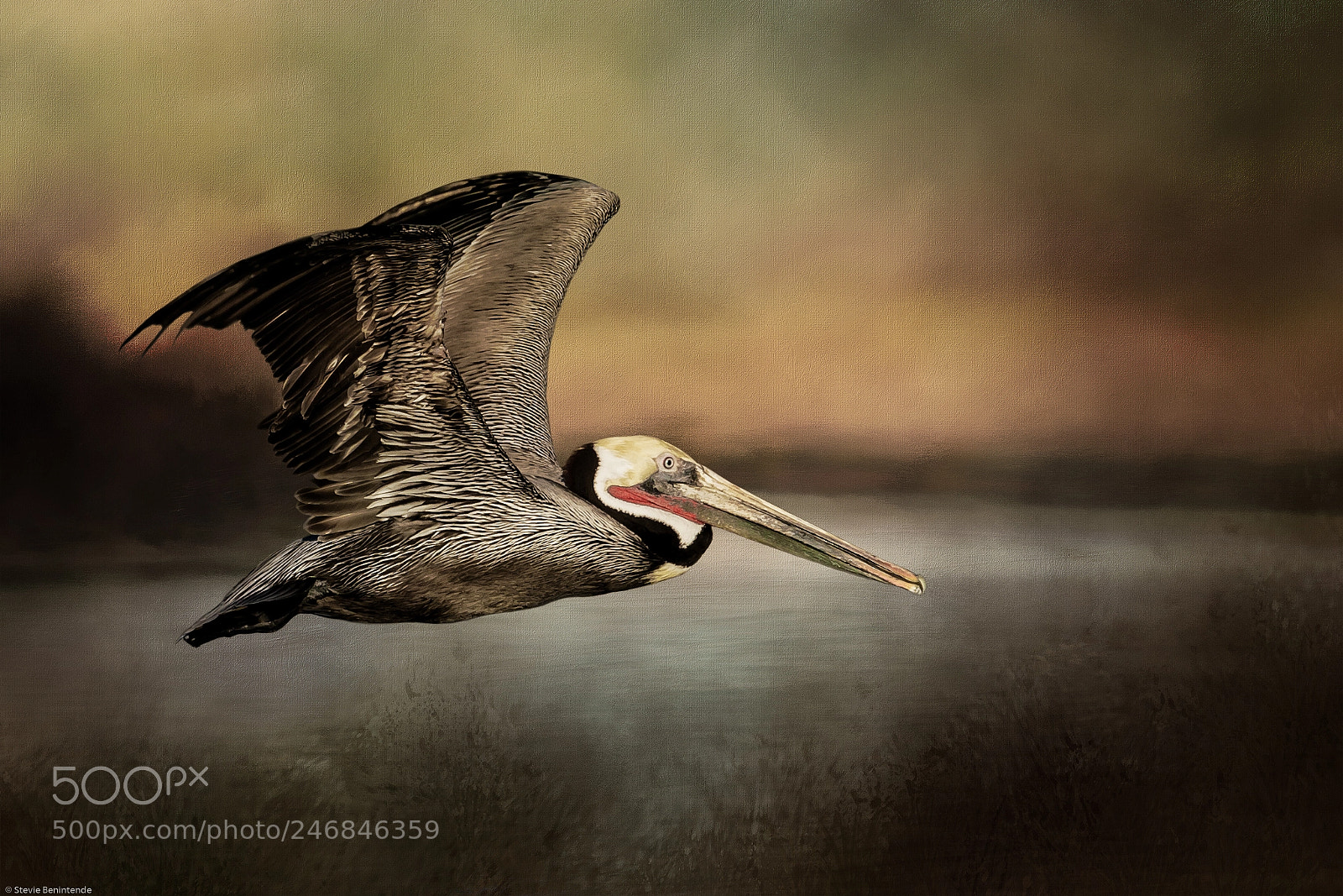 Sony a7R III sample photo. Fly away home photography
