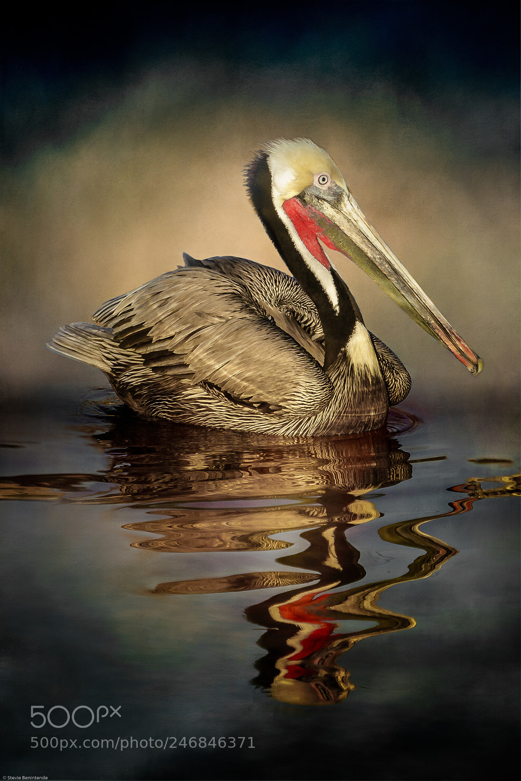 Sony a7R III sample photo. A pelican and his photography