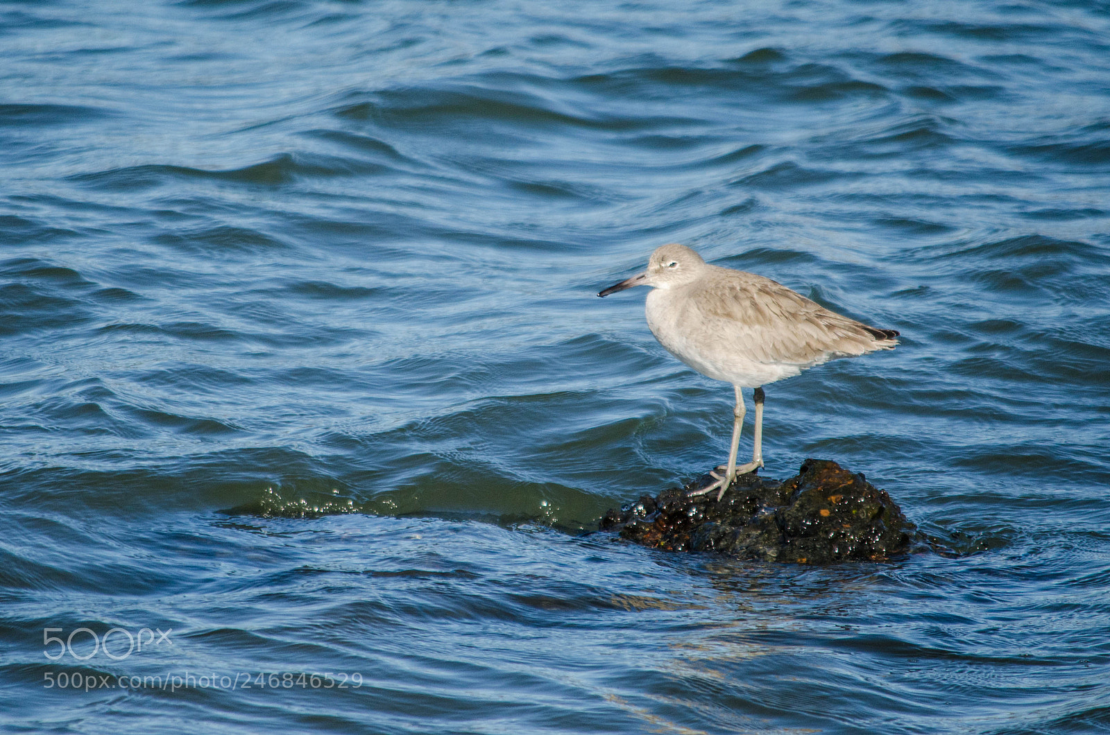 Nikon D5100 sample photo. Angry bird photography