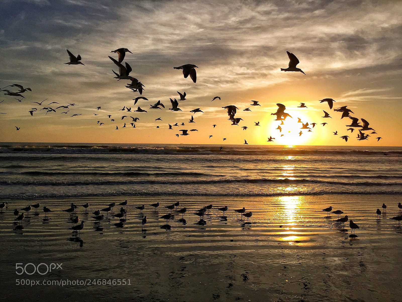 Apple iPhone 6 Plus sample photo. Sunrise gulls photography