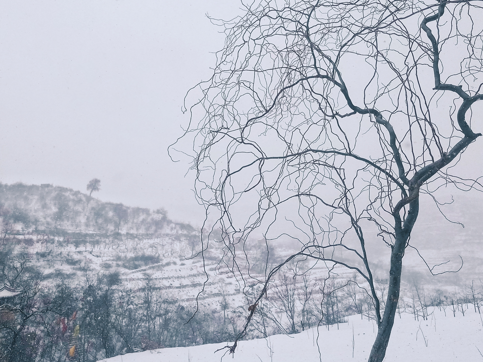 Meizu MX6 sample photo. 雪 photography