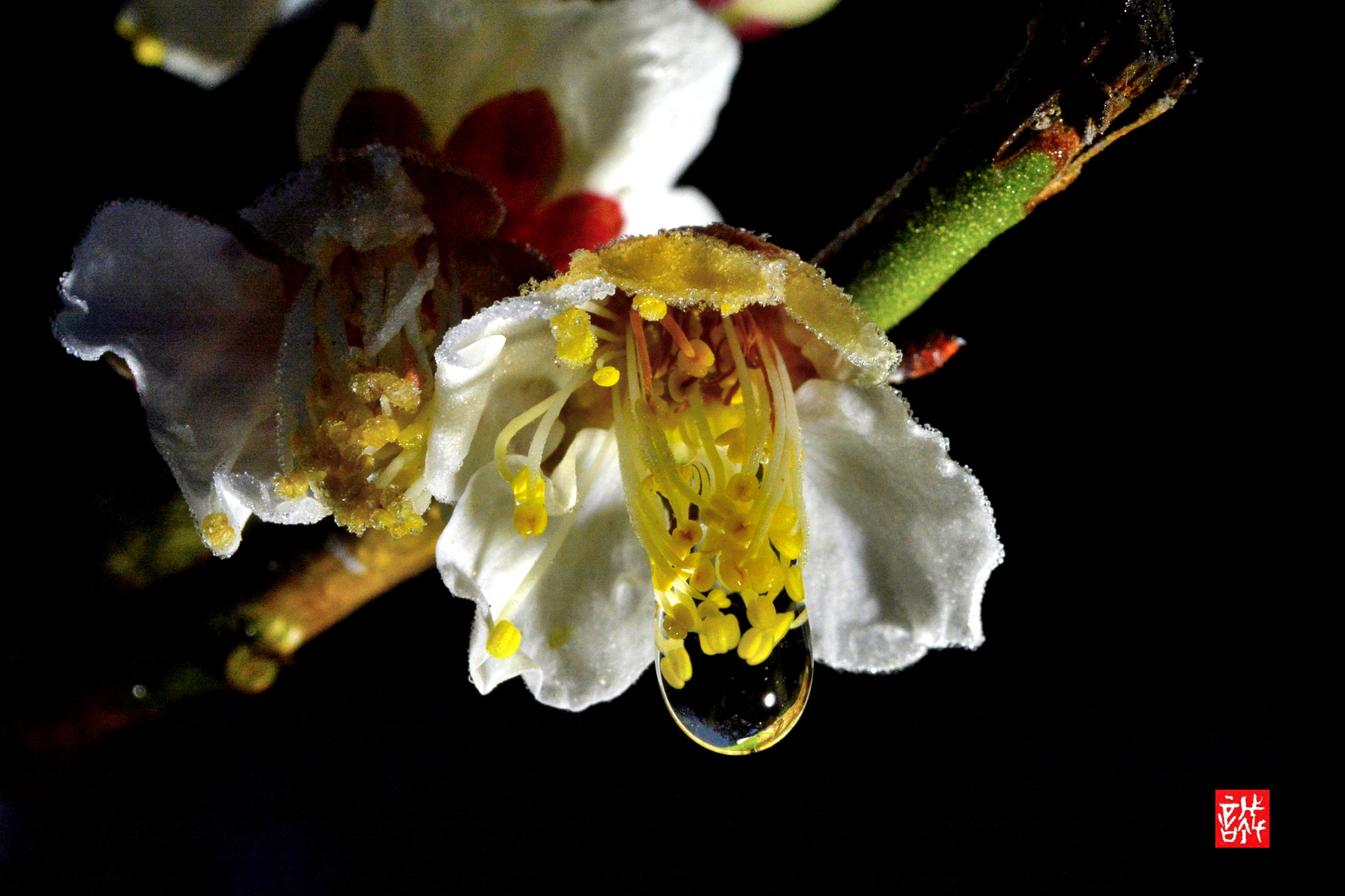 Nikon AF-S Micro-Nikkor 60mm F2.8G ED sample photo. Raindrop 0219 photography