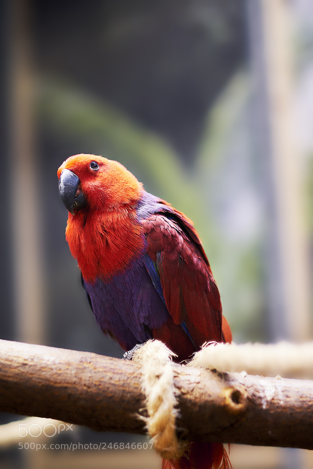 Fujifilm X-T20 sample photo. Just a colorful parrot photography