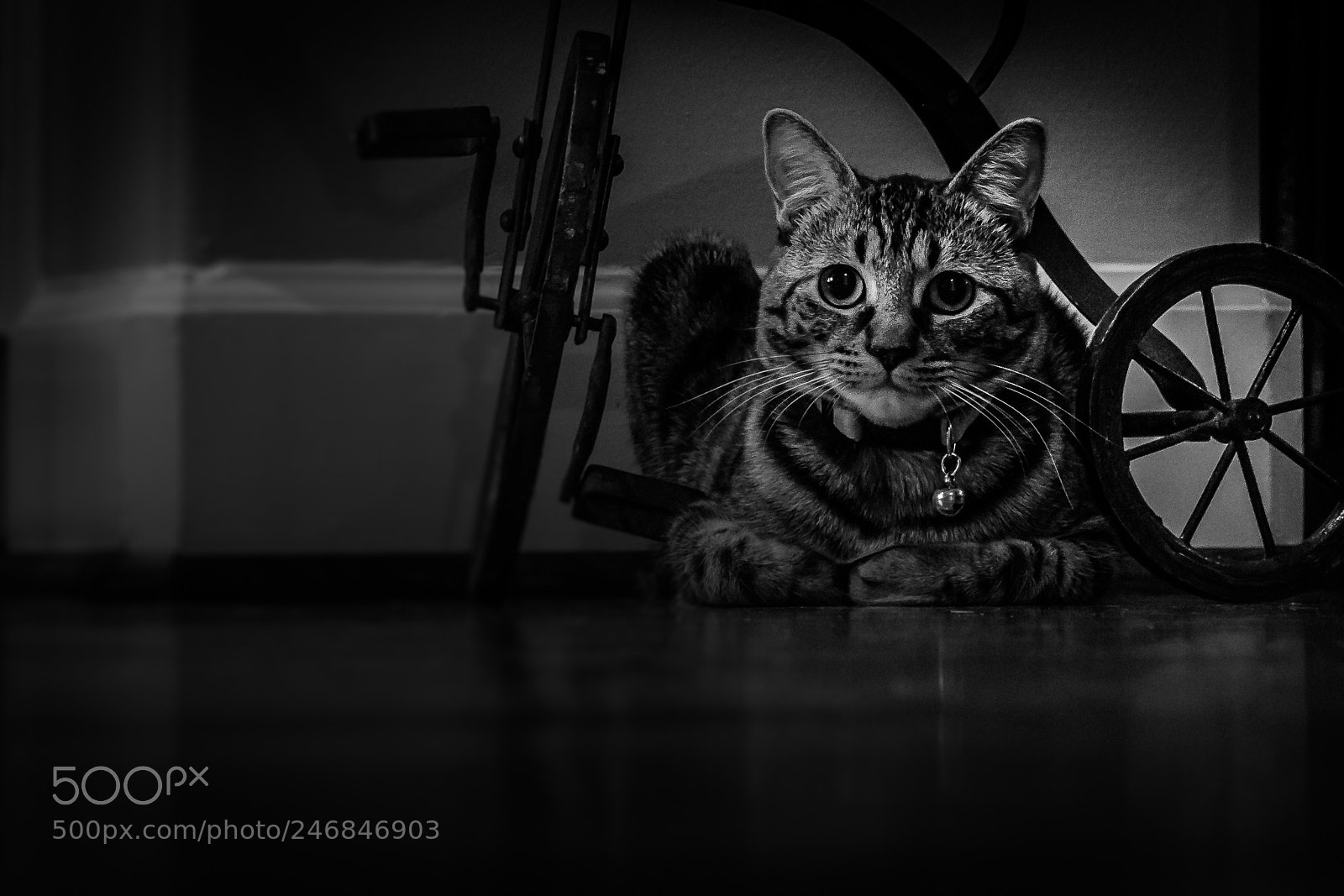 Canon EOS 60D sample photo. The kitten photography