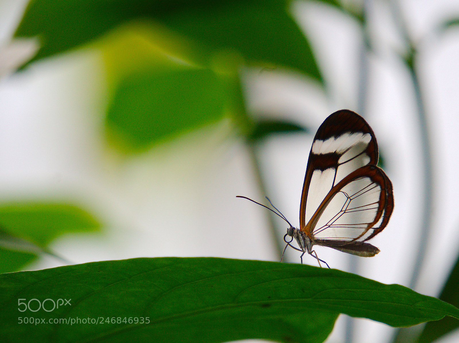 Sony a6300 sample photo. Glasswing butterfly photography