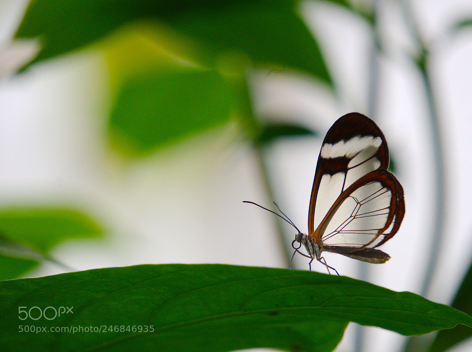 Sony a6300 sample photo. Glasswing butterfly photography