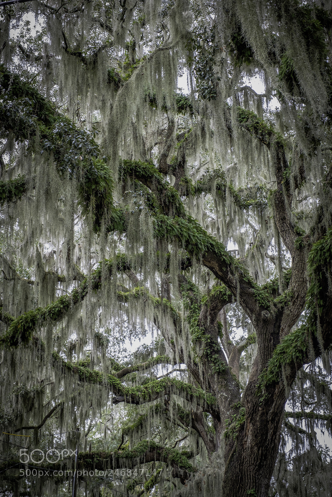 Fujifilm X-T2 sample photo. Spanish moss photography