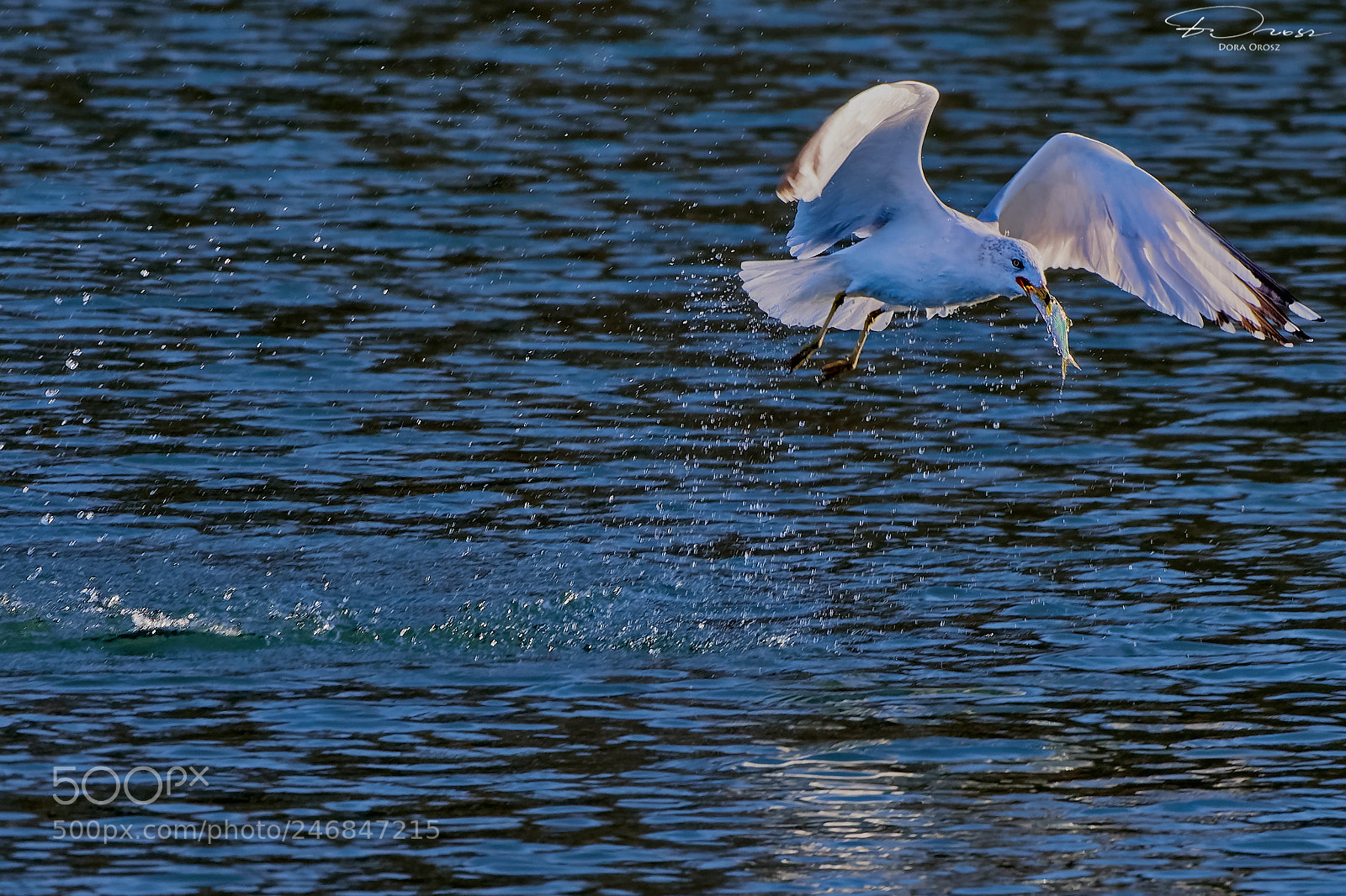 Nikon D500 sample photo. The seagull and the photography