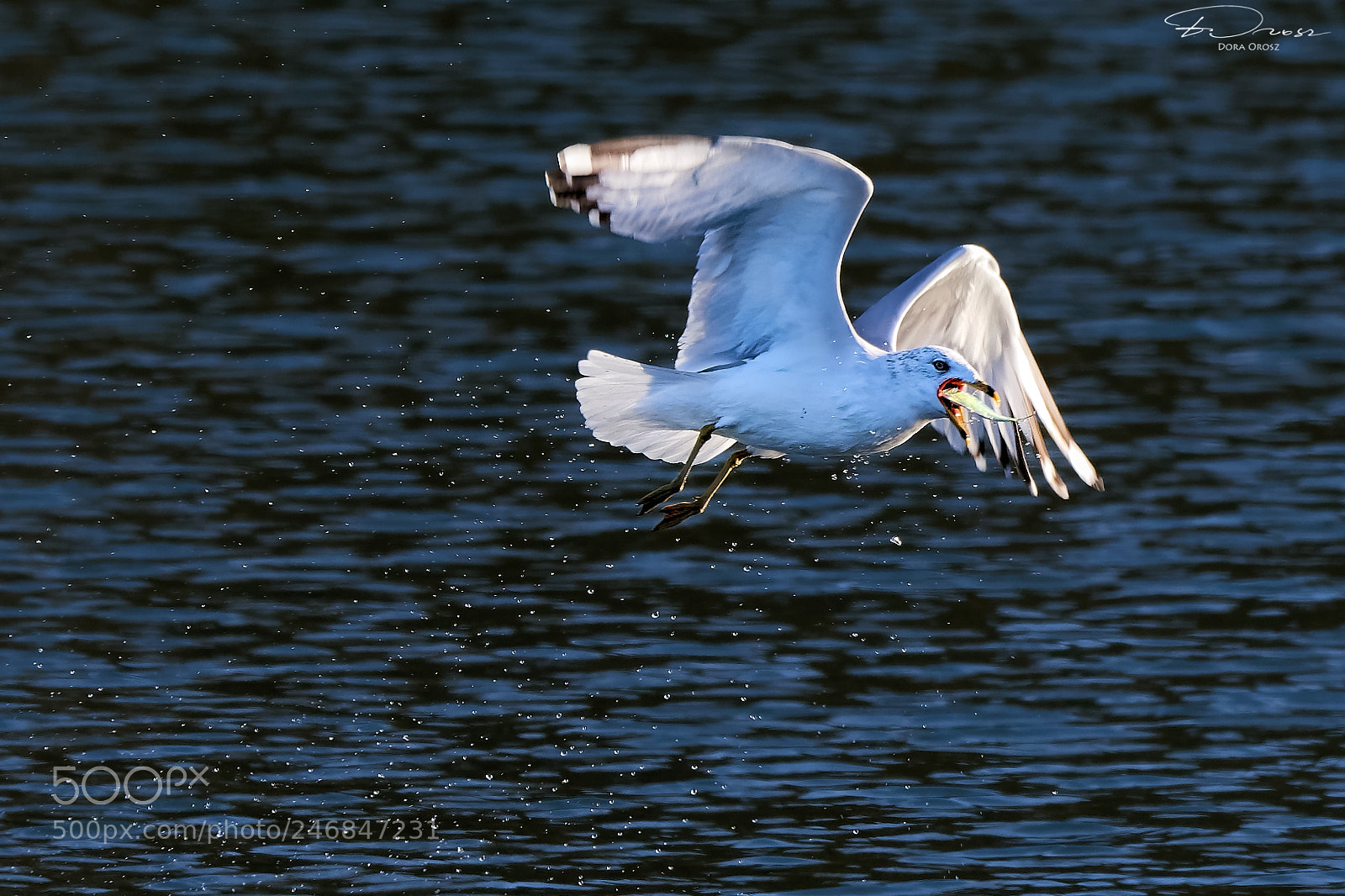 Nikon D500 sample photo. The seagull and the photography