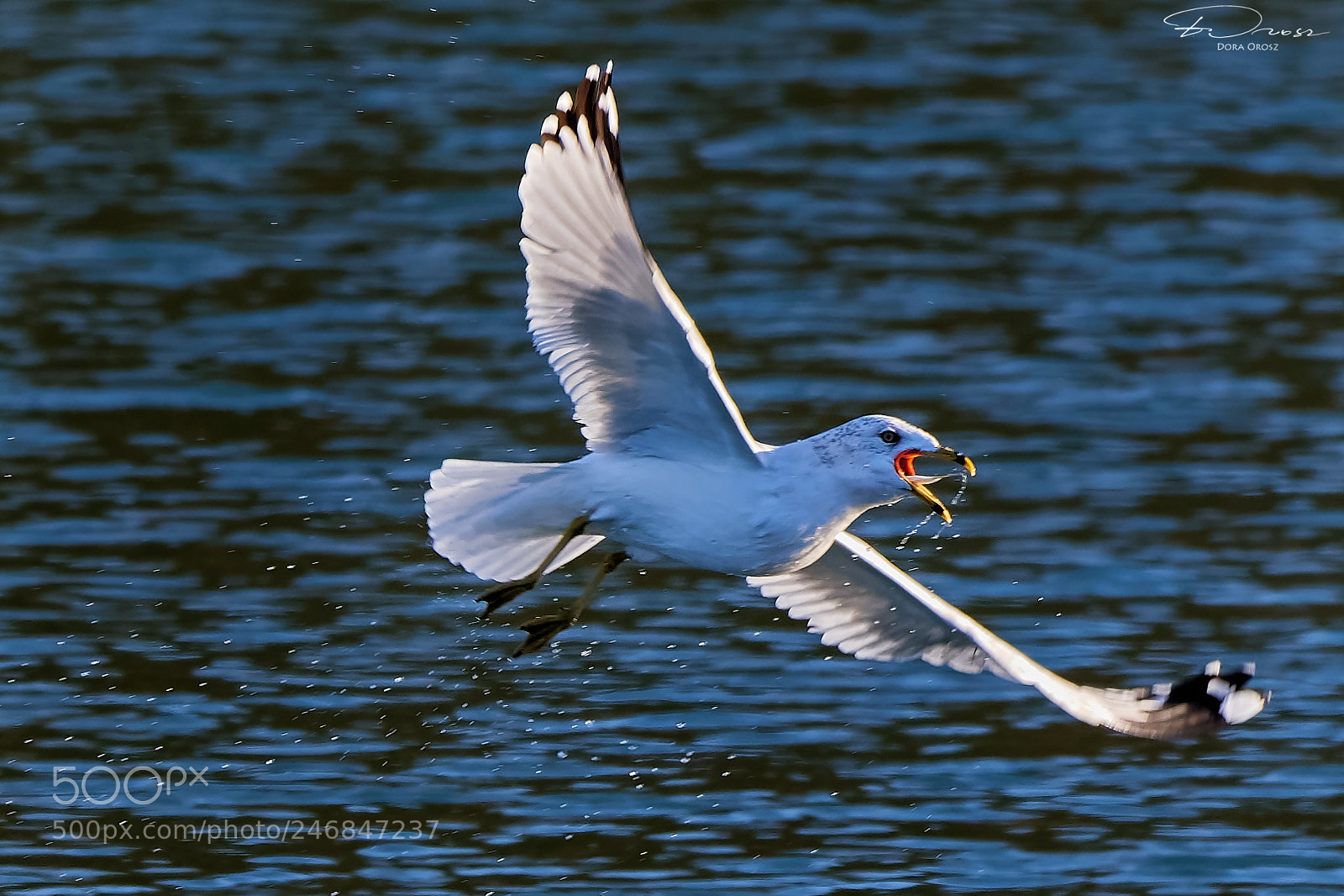 Nikon D500 sample photo. The seagull and the photography