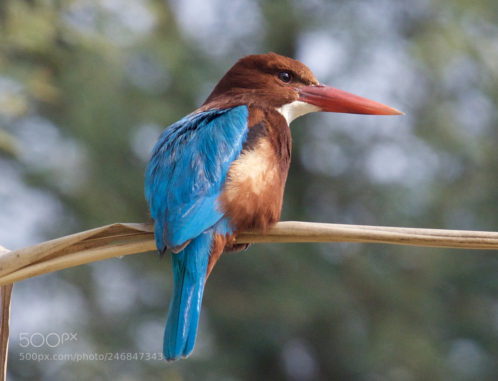 Nikon D500 sample photo. Kingfisher photography