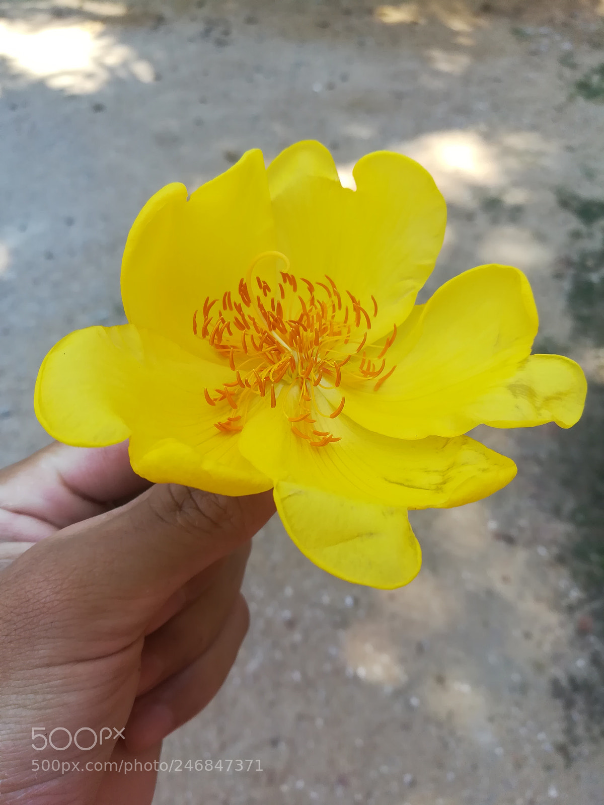 HUAWEI GR5 2017 sample photo. Untitled photography
