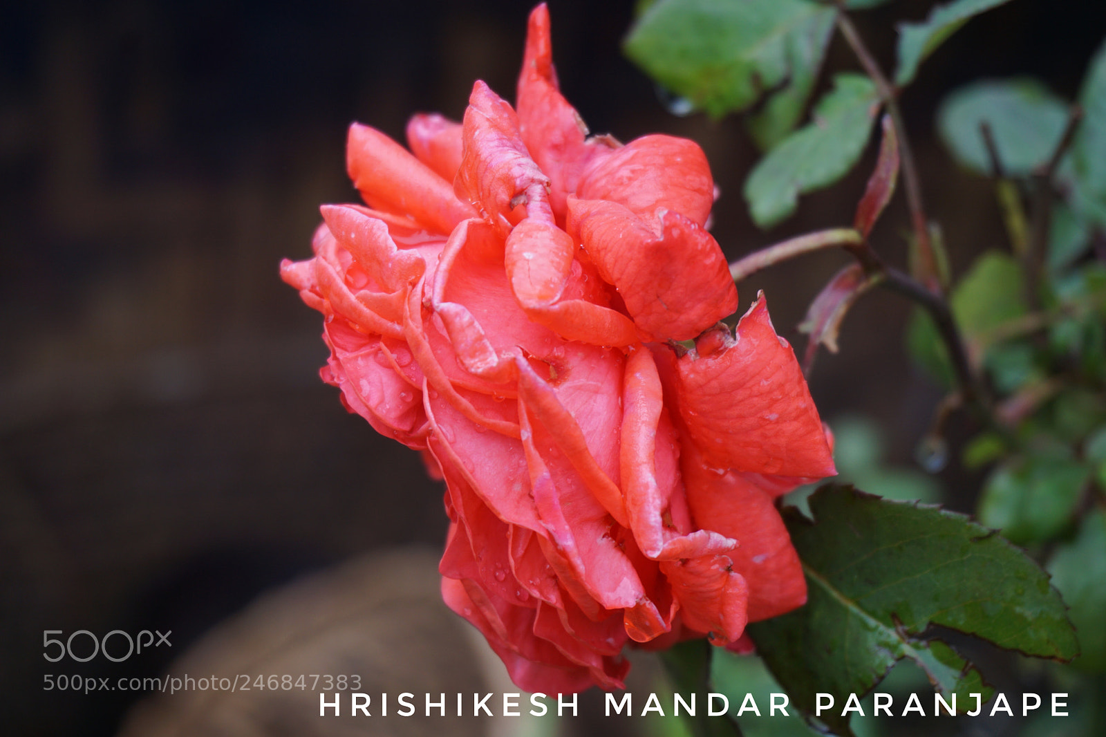Sony a5100 sample photo. Untitled photography