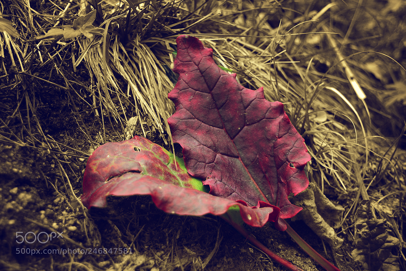 Nikon D5200 sample photo. Leaves photography