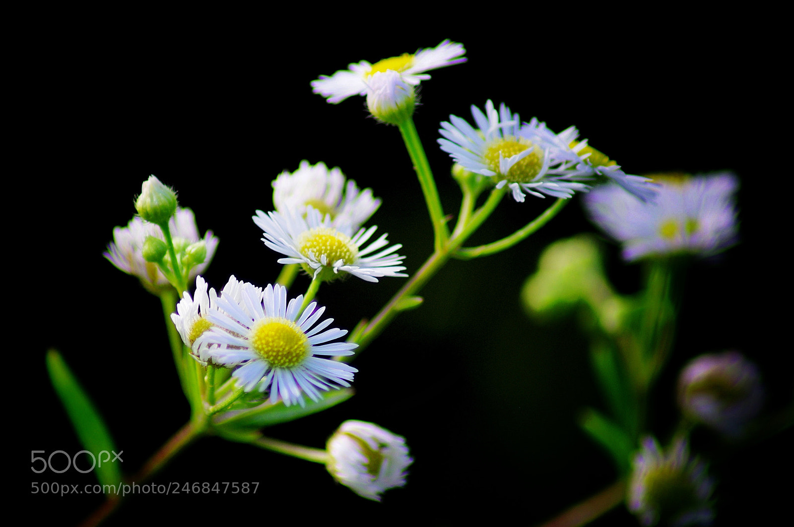 Pentax K-x sample photo. Fleabane photography
