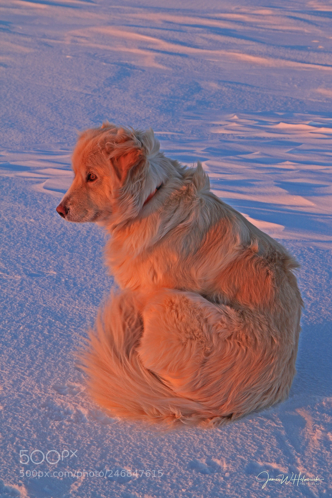 Canon EOS 550D (EOS Rebel T2i / EOS Kiss X4) sample photo. Dog in evening glow photography