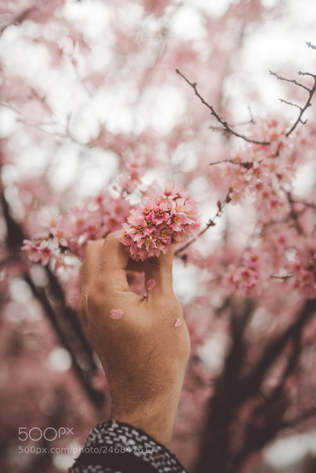 Nikon D810 sample photo. Hello spring photography