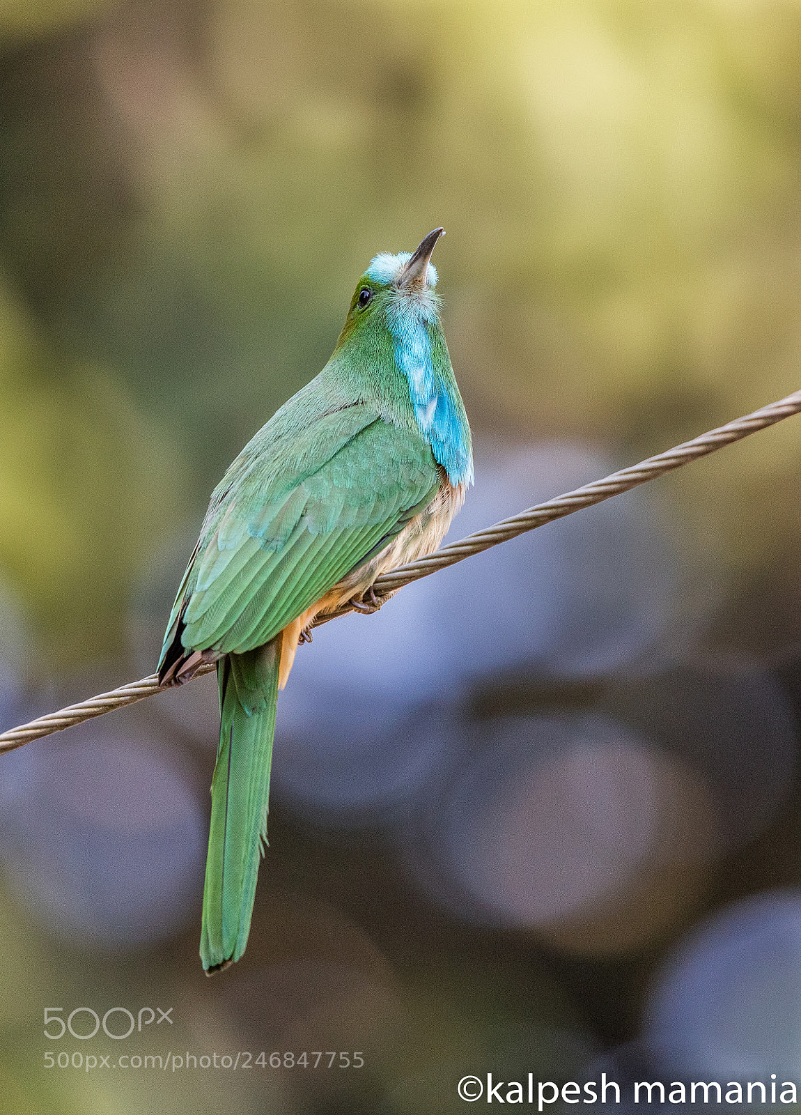 Canon EOS 5DS R sample photo. Blue bearded green bee photography