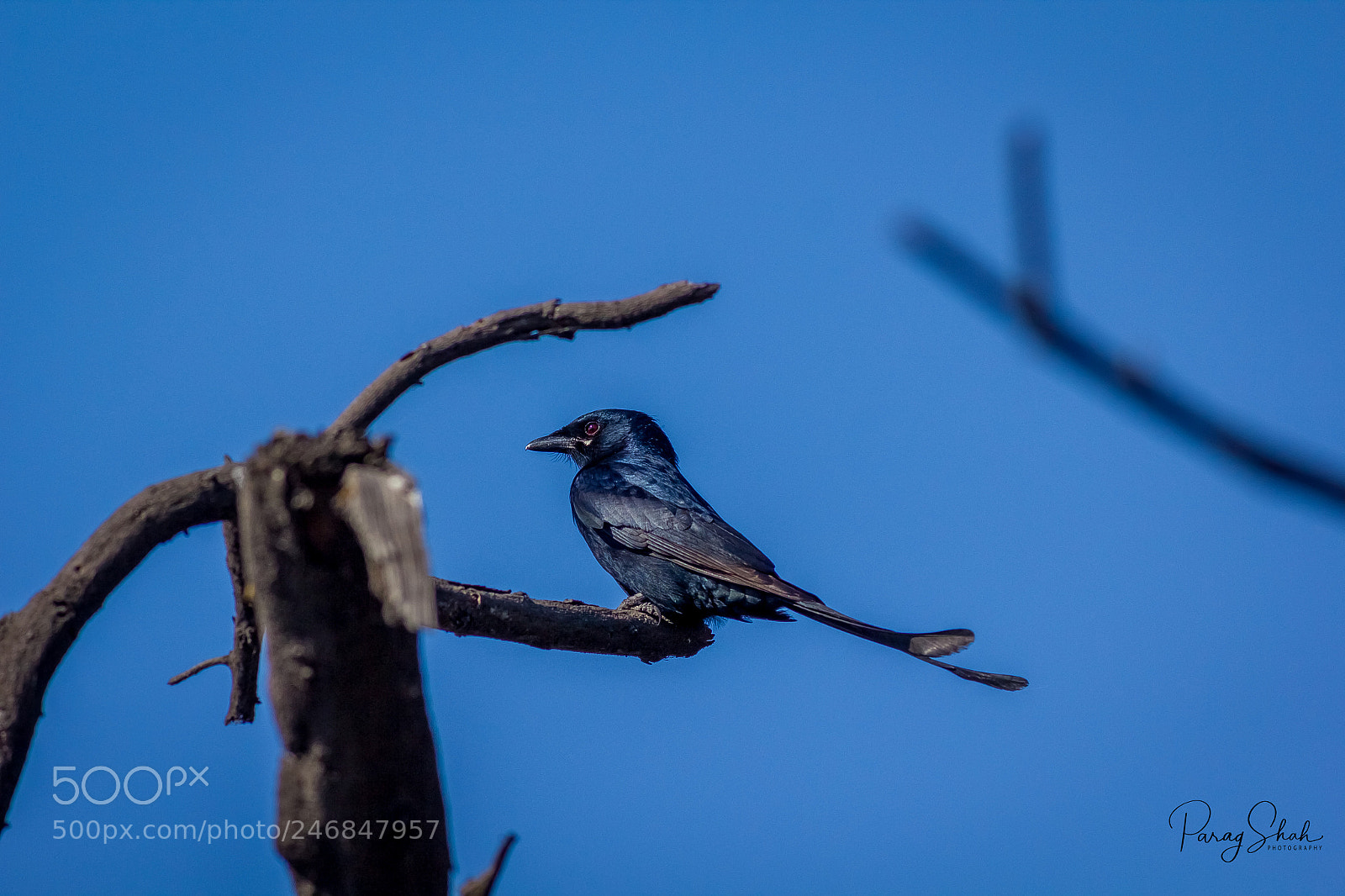 Canon EOS 550D (EOS Rebel T2i / EOS Kiss X4) sample photo. A beautiful bird photography
