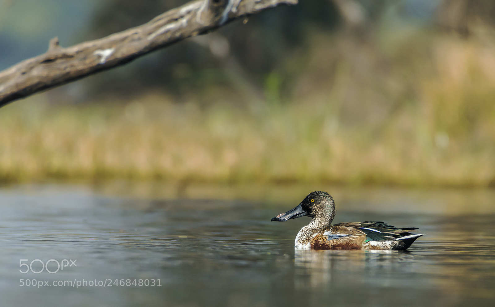 Nikon D500 sample photo. Northern shoveler photography