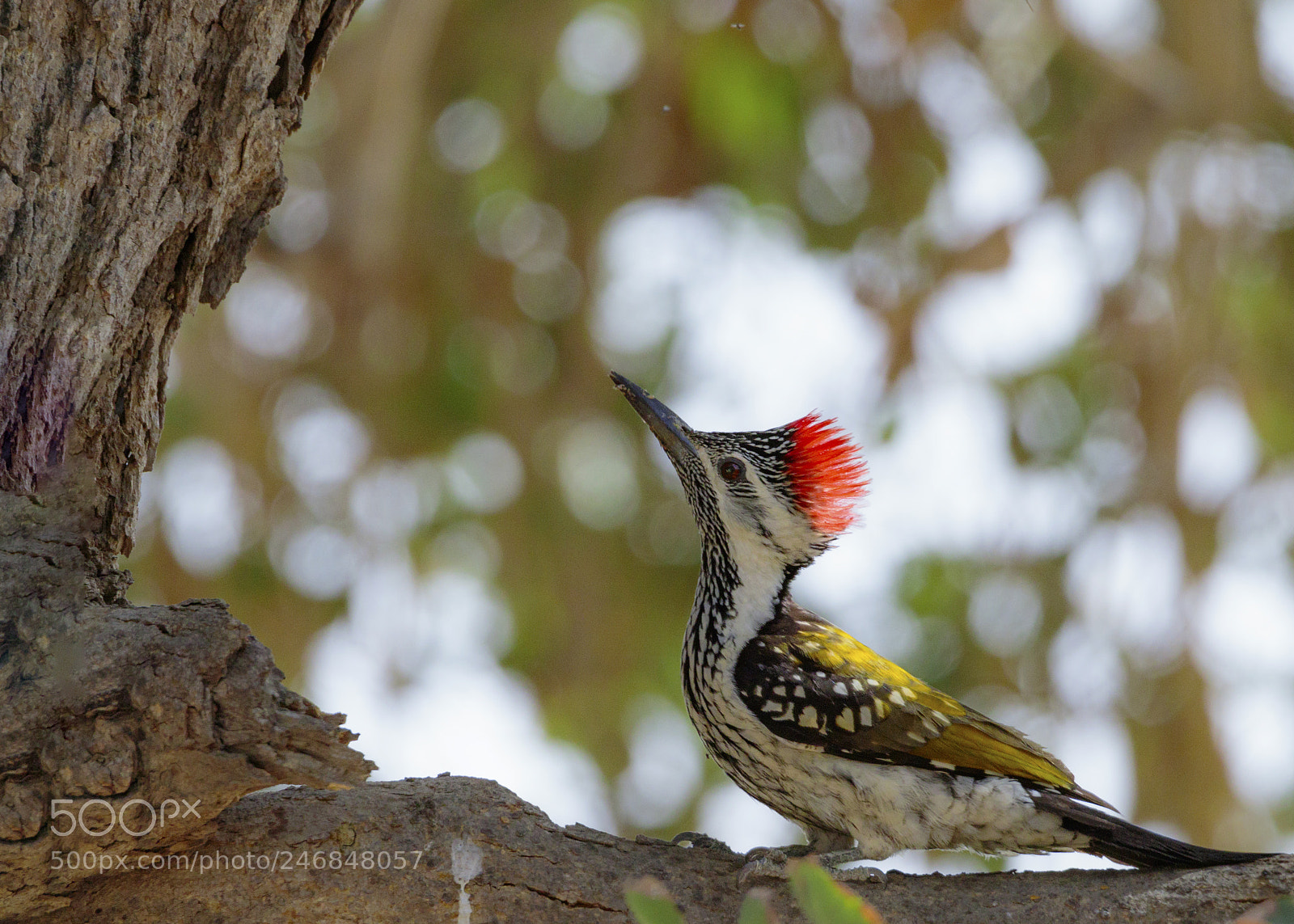 Canon EOS 7D Mark II sample photo. Black-rumped flameback woodpecker photography