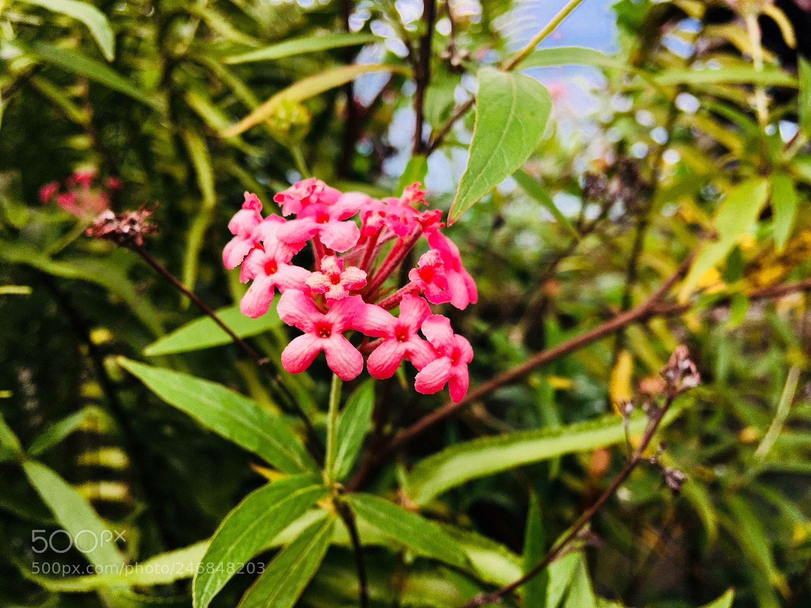 Apple iPhone 6s Plus sample photo. Untitled photography